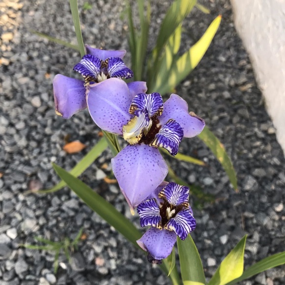 Meet your Posher, Daiane - Picture 1 of 1